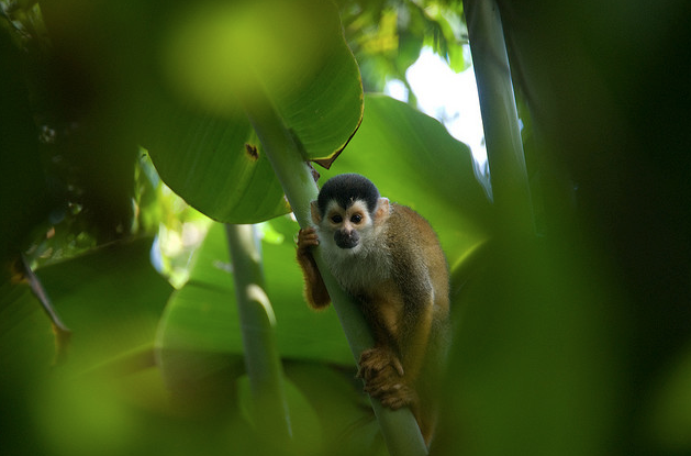 Bioko Island